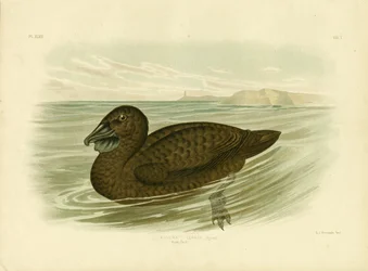 Muskuseend, 1891